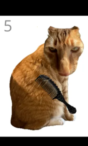 给猫梳毛(猫毛梳理小游戏) 给猫梳毛(猫毛梳理小游戏)