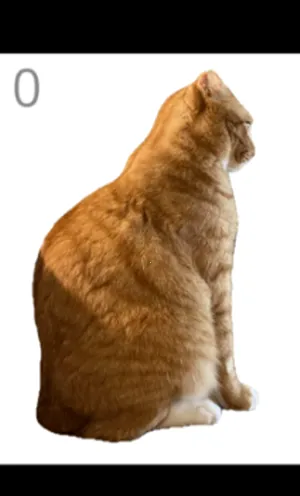 给猫梳毛(猫毛梳理小游戏)